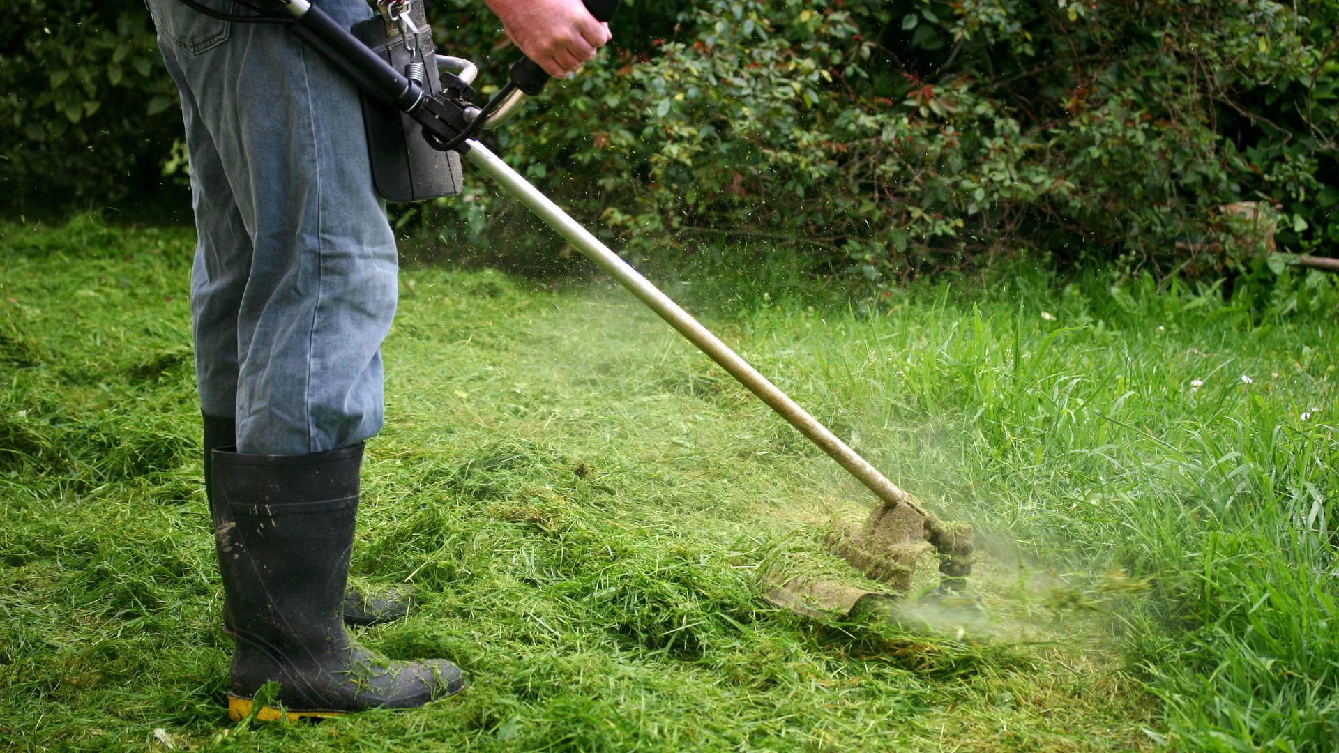 Lawn maintenance with grass trimmer cutting green grass near bushes