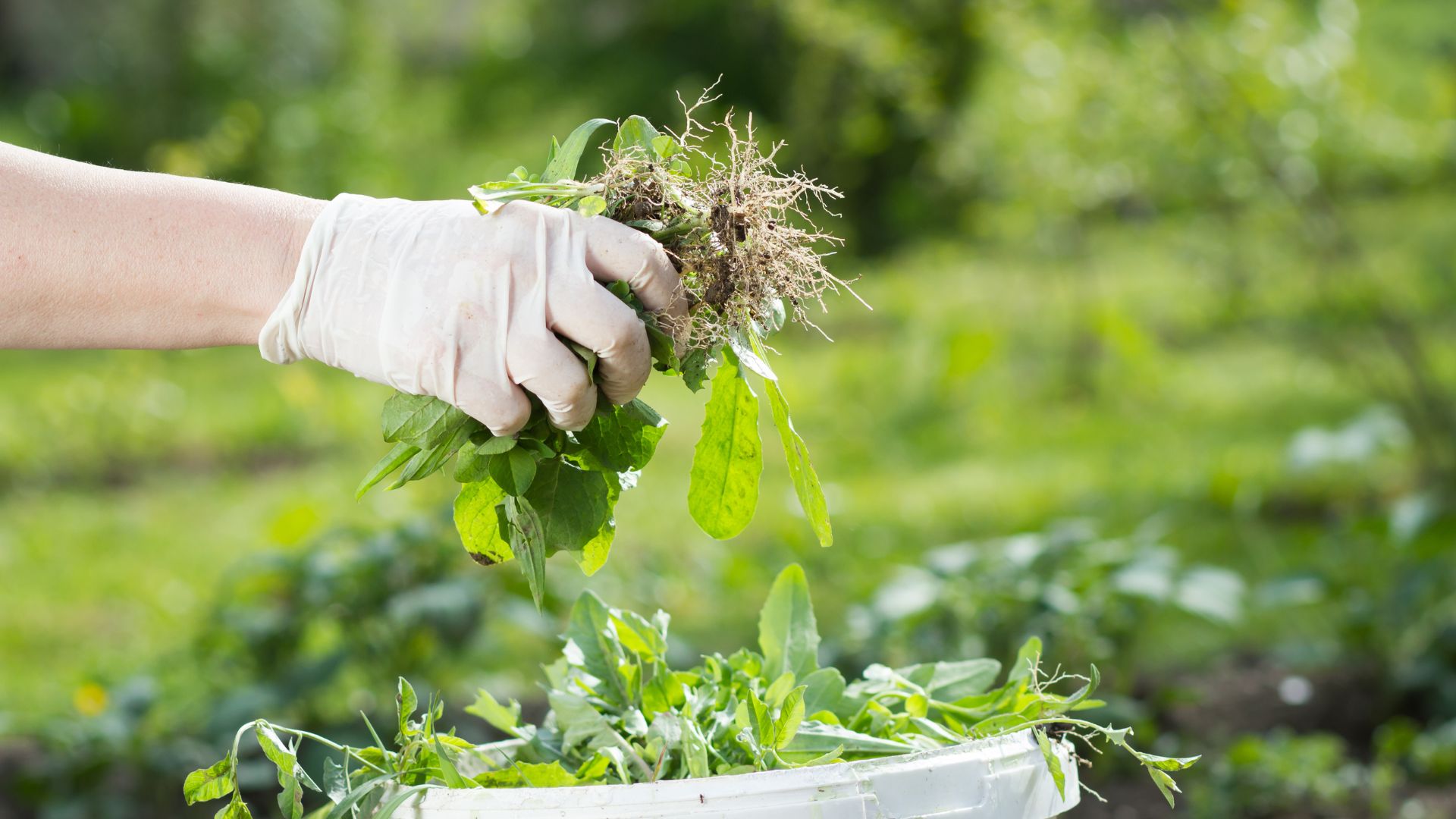 Gloved hand pulling weeds from garden with green vegetation background