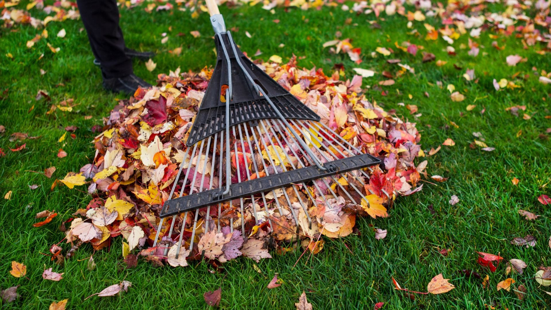 Rake gathering colorful autumn leaves on green grass lawn