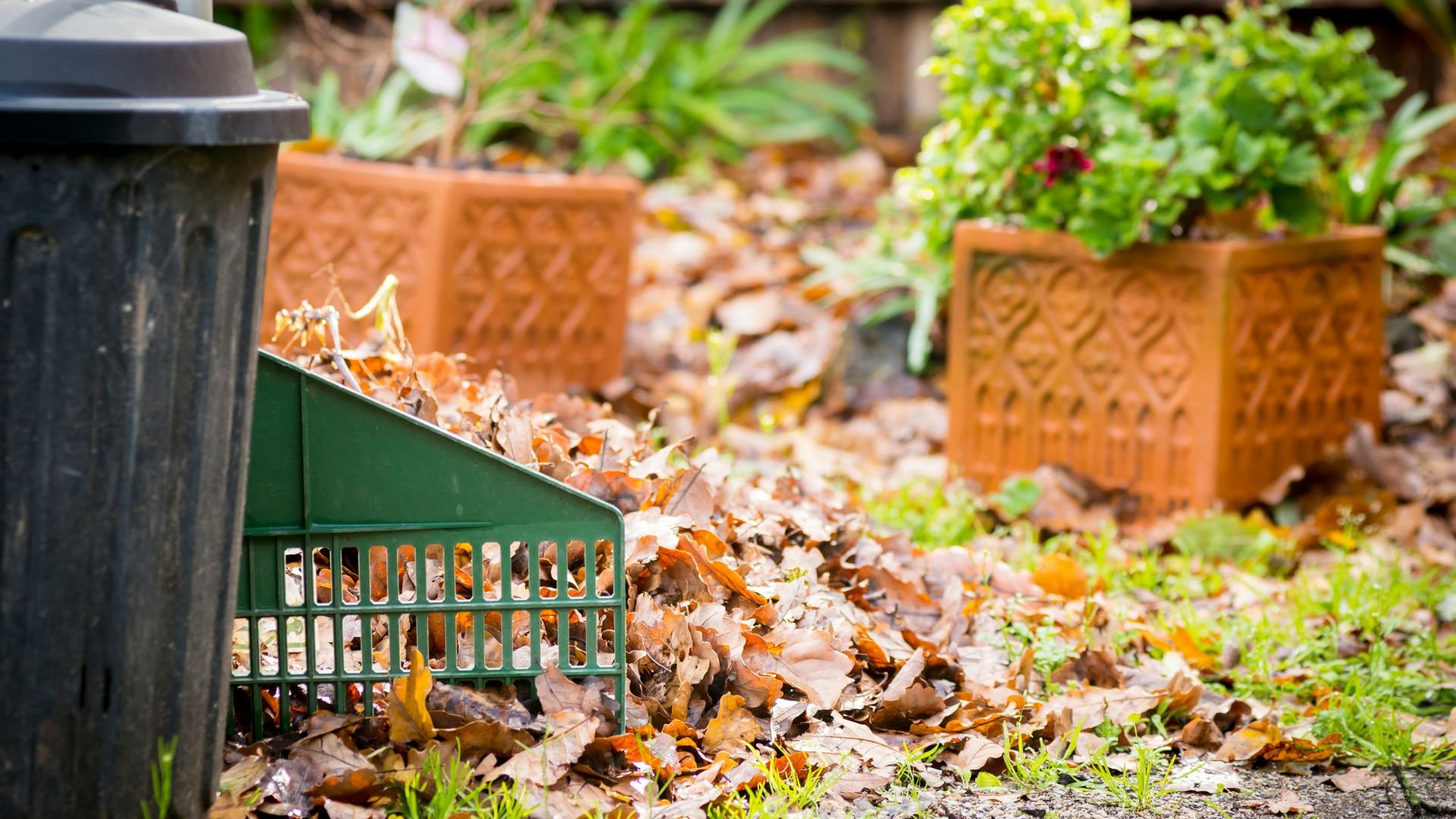 Green leaf collector with autumn leaves in garden with terracotta pots